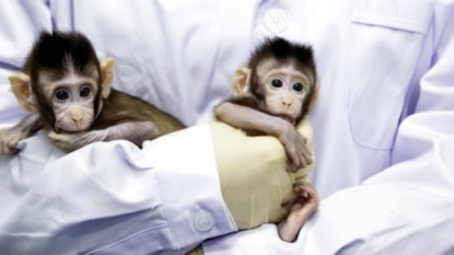 China clones two monkeys in world first