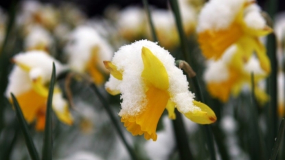 Chance of Snow, Rain on Friday